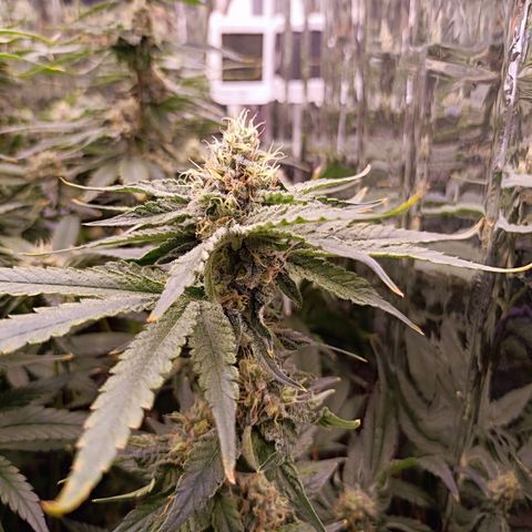 Wedding Crasher growlog timeline photo