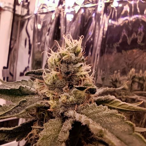 Wedding Crasher growlog timeline photo