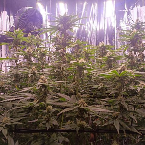 Wedding Crasher growlog timeline photo