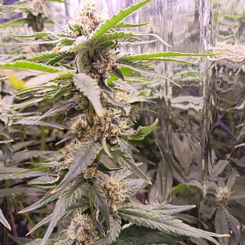 Wedding Crasher growlog timeline photo