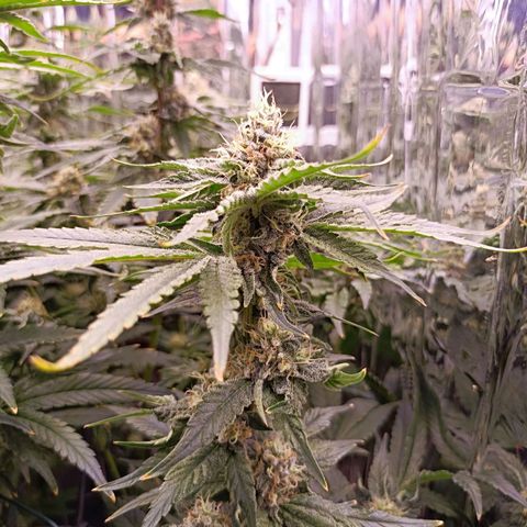 Wedding Crasher growlog timeline photo