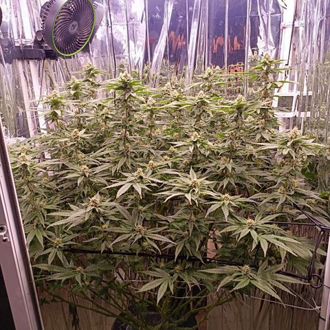 Wedding Crasher growlog timeline photo