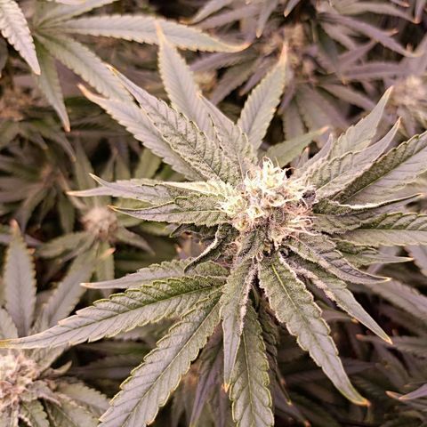 Wedding Crasher growlog timeline photo