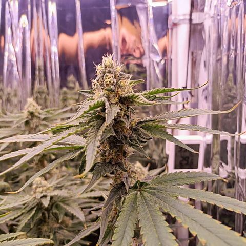 Wedding Crasher growlog timeline photo