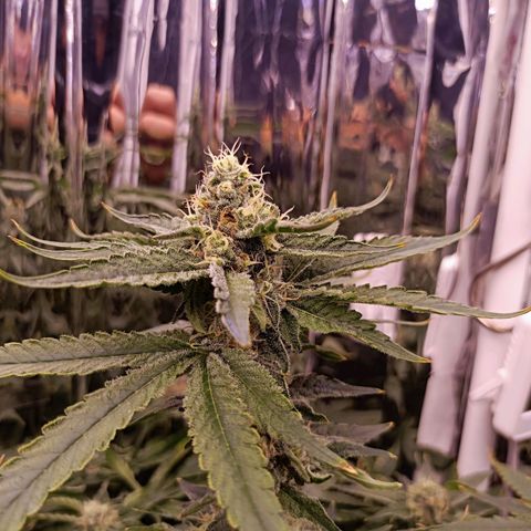 Wedding Crasher growlog timeline photo