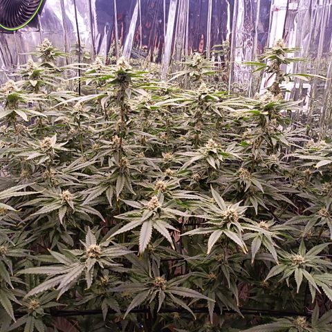 Wedding Crasher growlog timeline photo