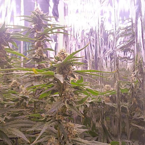Wedding Crasher growlog timeline photo