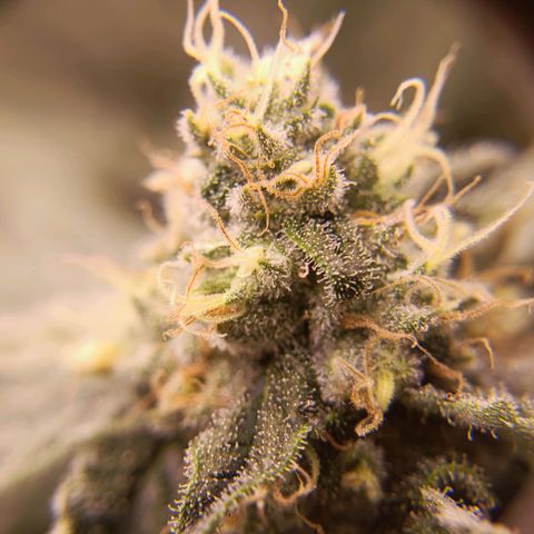 Wedding Crasher growlog timeline photo