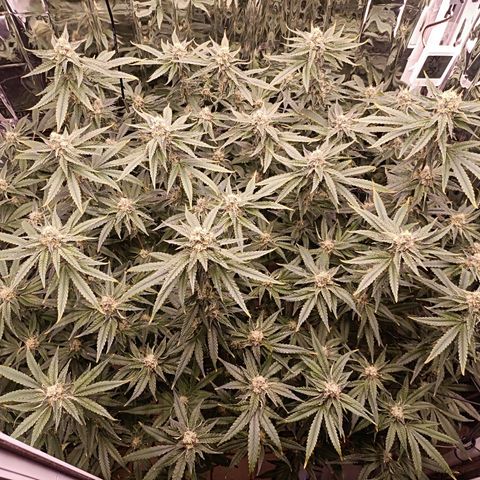 Wedding Crasher growlog timeline photo