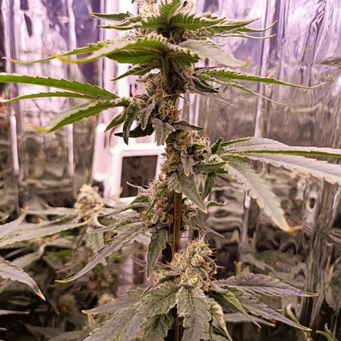 Wedding Crasher growlog timeline photo