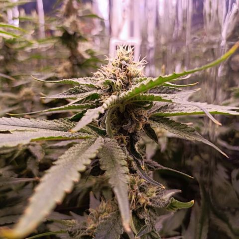 Wedding Crasher growlog timeline photo