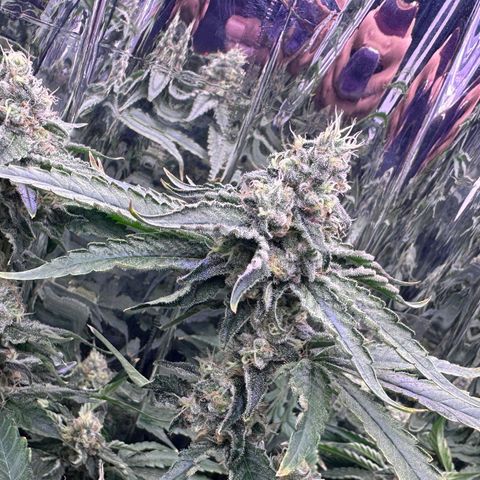Wedding Crasher growlog timeline photo