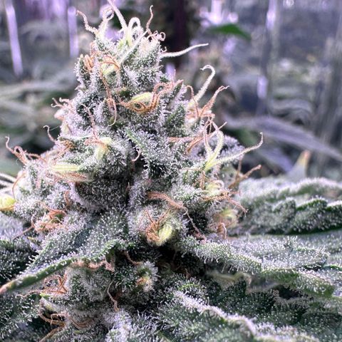 Wedding Crasher growlog timeline photo