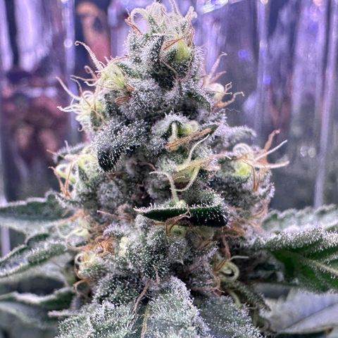 Wedding Crasher growlog timeline photo