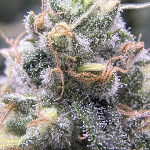 Wedding Crasher growlog timeline photo