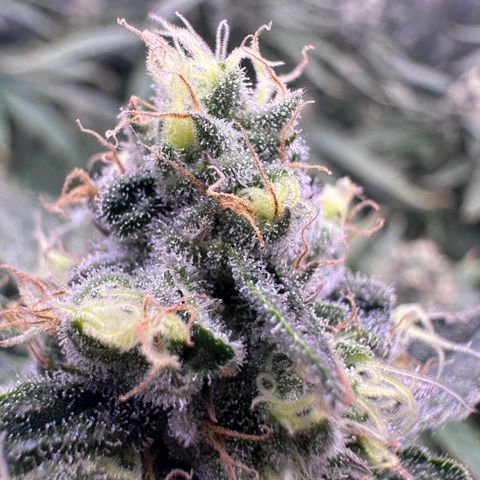 Wedding Crasher growlog timeline photo