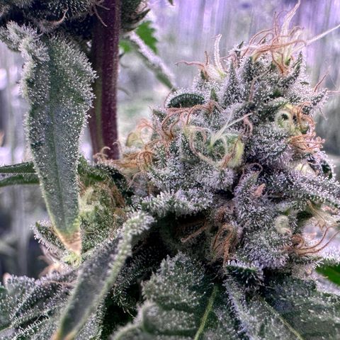 Wedding Crasher growlog timeline photo