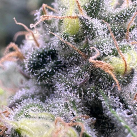 Wedding Crasher growlog timeline photo
