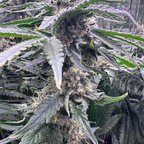 Wedding Crasher growlog timeline photo