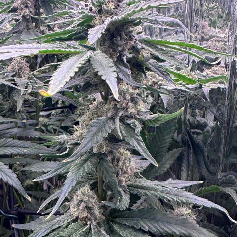 Wedding Crasher growlog timeline photo