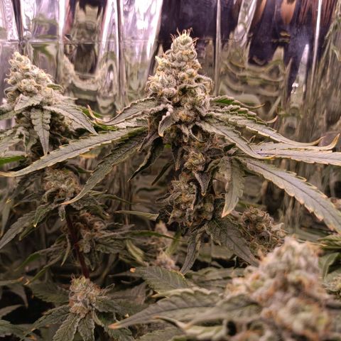 Wedding Crasher growlog timeline photo