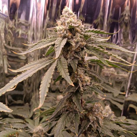 Wedding Crasher growlog timeline photo