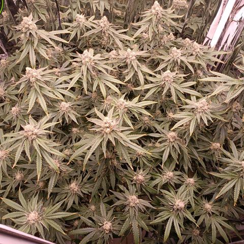 Wedding Crasher growlog timeline photo