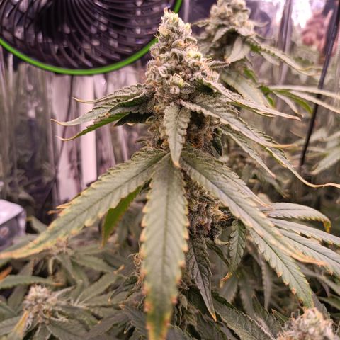 Wedding Crasher growlog timeline photo