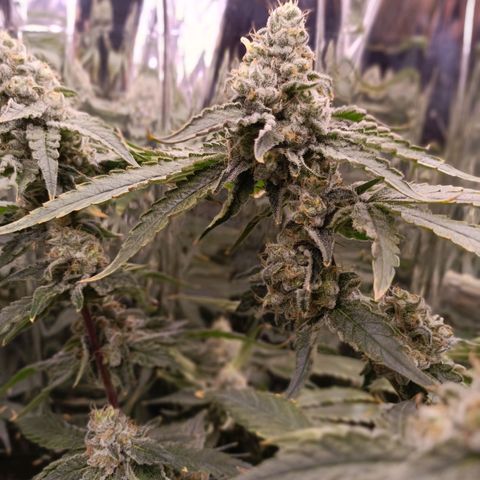 Wedding Crasher growlog timeline photo