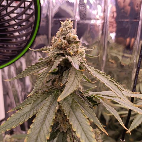 Wedding Crasher growlog timeline photo