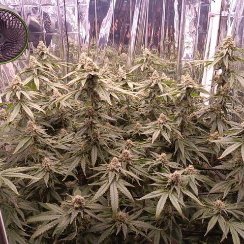 Wedding Crasher growlog timeline photo