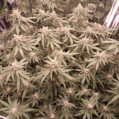 Wedding Crasher growlog timeline photo
