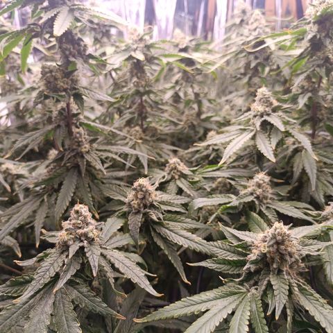 Wedding Crasher growlog timeline photo