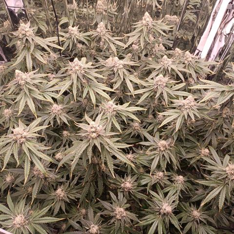Wedding Crasher growlog timeline photo