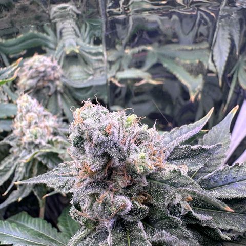 Wedding Crasher growlog timeline photo