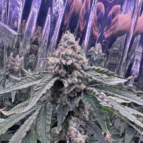 Wedding Crasher growlog timeline photo