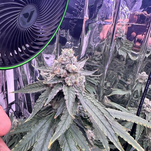 Wedding Crasher growlog timeline photo