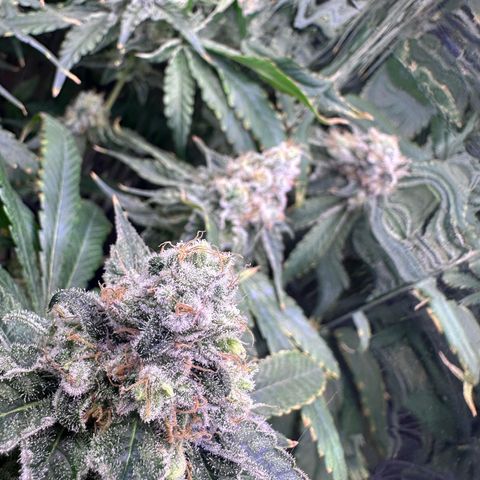 Wedding Crasher growlog timeline photo