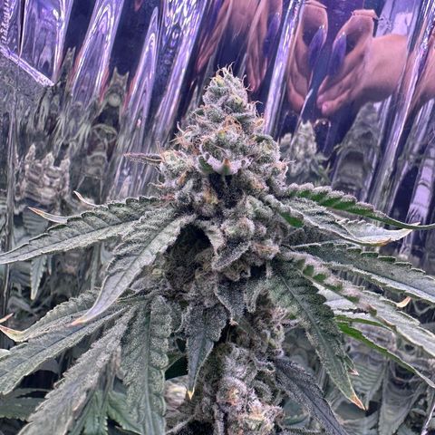 Wedding Crasher growlog timeline photo