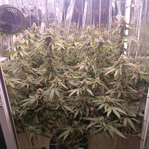Wedding Crasher growlog timeline photo