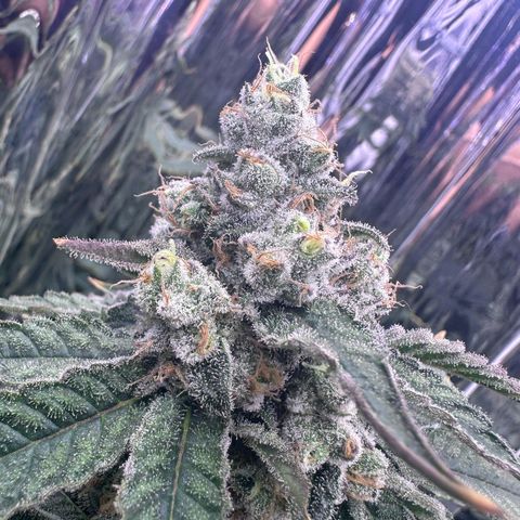 Wedding Crasher growlog timeline photo