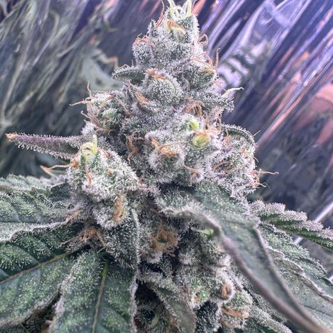 Wedding Crasher growlog timeline photo