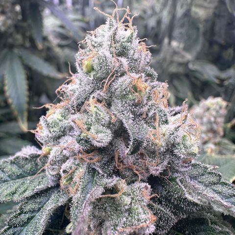 Wedding Crasher growlog timeline photo