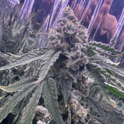 Wedding Crasher growlog timeline photo