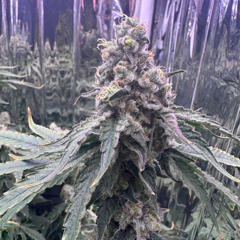 Wedding Crasher growlog timeline photo