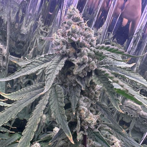 Wedding Crasher growlog timeline photo