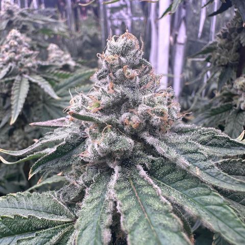 Wedding Crasher growlog timeline photo