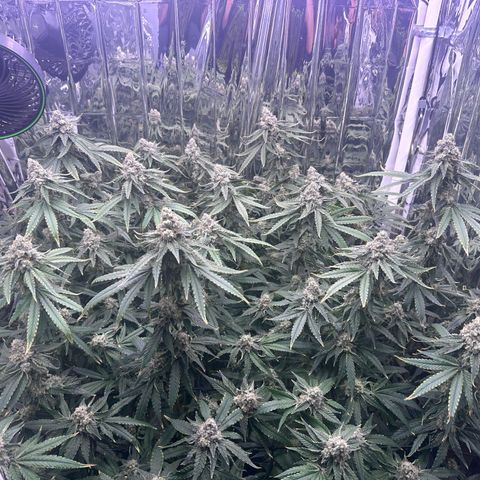 Wedding Crasher growlog timeline photo