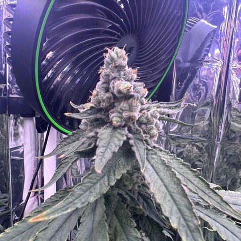 Wedding Crasher growlog timeline photo