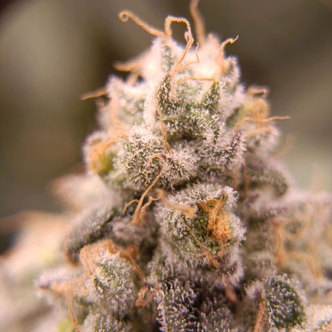 Wedding Crasher growlog timeline photo